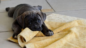 Playful Cane Corso Puppy Wallpaper