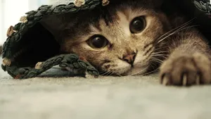 Playful Cat Wallpaper