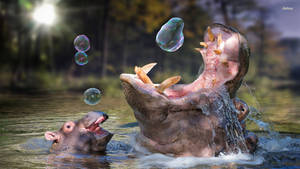 Playful Hippopotamus Playing With Bubbles Wallpaper