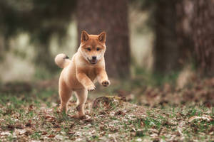 Playful Shiba Inu Puppy Frolic Wallpaper