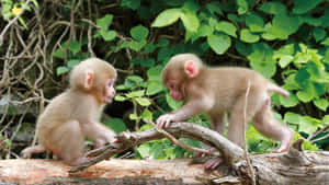 Playing Cute Monkey Photo Wallpaper