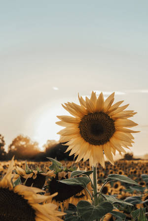 Pleasing Sunflower Aesthetic Wallpaper