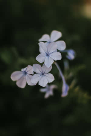 Plumbago Blue Flowers Phone Wallpaper