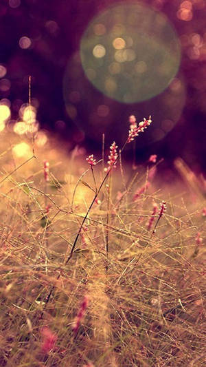 Poa Annua Grass Iphone Whatsapp Wallpaper