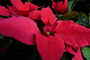 Poinsettia Macro Shot Wallpaper