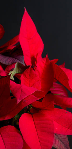 Poinsettia Petal Red Wallpaper