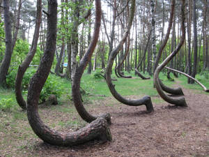 Poland's Crooked Forest Wallpaper