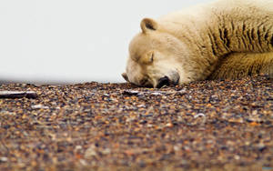 Polar Bear On Deep Sleep Wallpaper