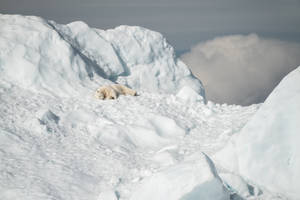 Polar Bear Sleeping On Snow Bed Wallpaper