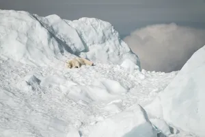 Polar Bear Sleeping On Snow Bed Wallpaper