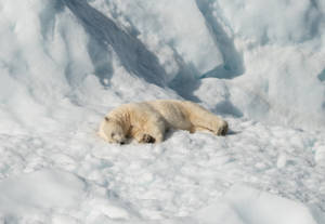 Polar Bear Sleeping On Snow Wallpaper