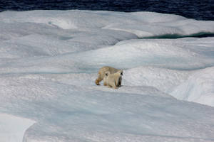 Polar Bears Playing On Snow Wallpaper