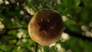 Pomegranate Fruit Live Desktop Wallpaper