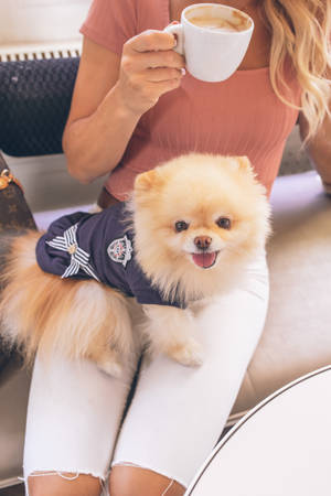 Pomeranian Navy Shirt Lap Dog Wallpaper