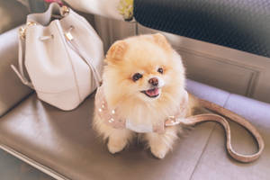 Pomeranian Puppy With Tote Bag Wallpaper