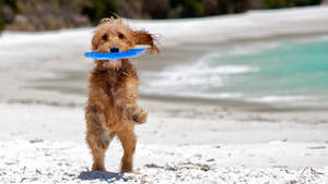 Poodle Dog Catching An Ultimate Frisbee Disc Wallpaper