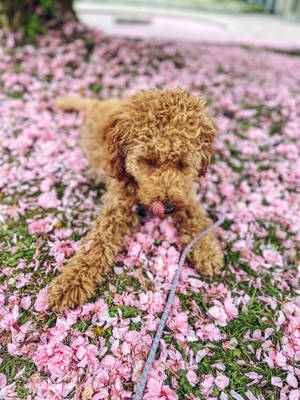 Poodle On Pink Flower Petals Wallpaper