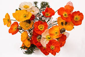 Poppies Bouquet Wallpaper