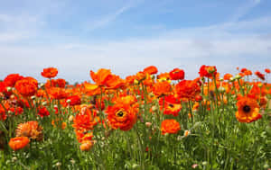Poppy Field On A Sunny Morning Wallpaper