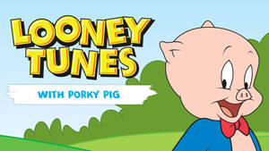 Porky Pig Solo Looney Tunes Cartoon Wallpaper