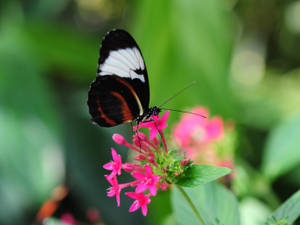 Postman Butterfly On Flower Wallpaper