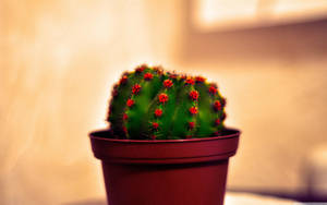 Potted Cactus With Red Flowers Wallpaper