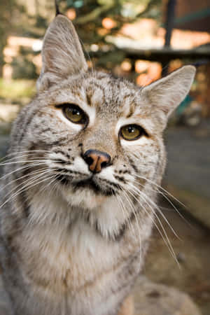 Powerful Bobcat In Natural Habitat Wallpaper