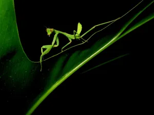 Praying Mantis At Night Wallpaper