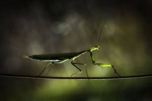 Praying Mantis At Night Wallpaper