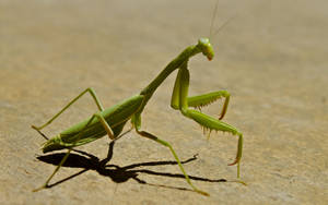 Praying Mantis Brown Ground Wallpaper