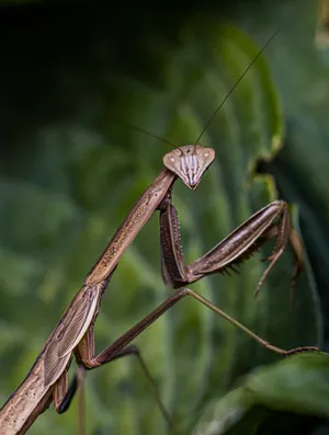Praying Mantis On Plant Focus Wallpaper