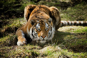 Predator Tiger Hunting On Grass Wallpaper