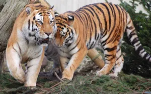 Predator Tiger Pair On Pines Wallpaper