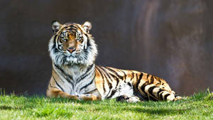 Predator Tiger Sitting On Grass Wallpaper