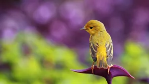 Pretty Canary Bird Photo Wallpaper