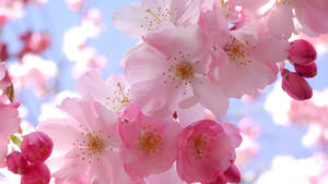 Pretty Cherry Blossom Wallpaper