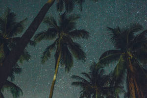 Pretty Galaxy Coconut Trees Wallpaper