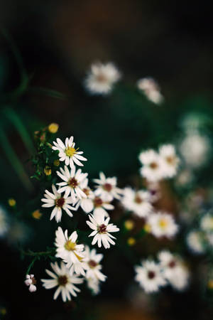 Pretty Iphone White Flowers Wallpaper