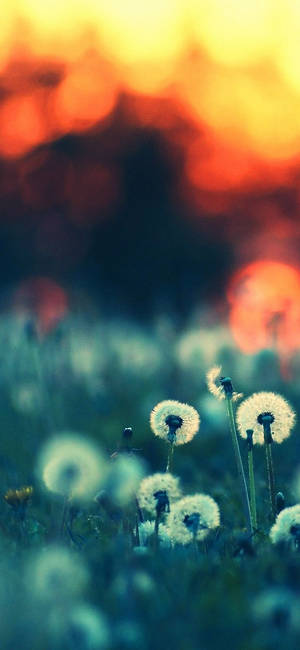 Pretty White Dandelion Flowers Wallpaper