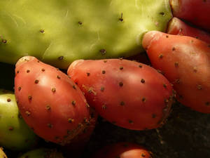 Prickly Pear Cactus Fig Wallpaper