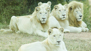 Pride Of White Lion Wallpaper