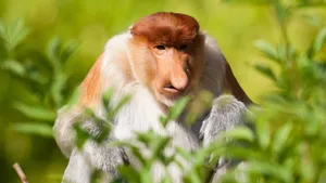 Proboscis Monkey Wallpaper