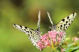 Professional Capture Flowers And Butterflies. Wallpaper