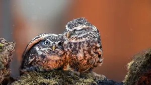Protecting Baby Owl Wallpaper