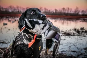 Proud Hunting Dog Wallpaper
