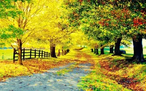 Provincial Road Path With Autumn Season Trees Wallpaper