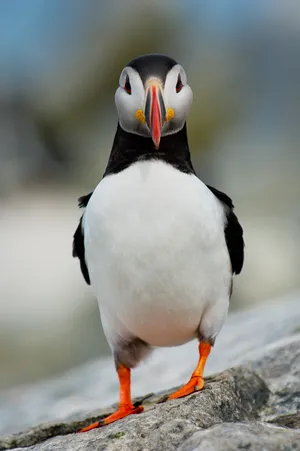 Puffin Bird On Rock Wallpaper