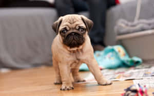 Pug Dog Inside The House Wallpaper