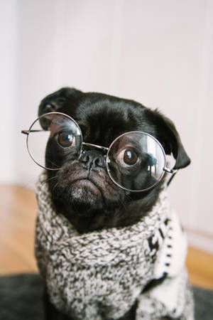 Pug Dog With Eyeglasses Wallpaper