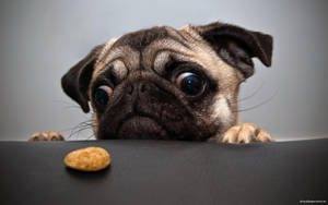 Pug Eyeson Treat Wallpaper